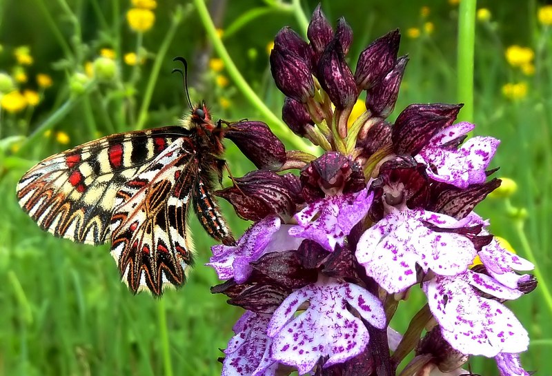 Farfalle e orchidee